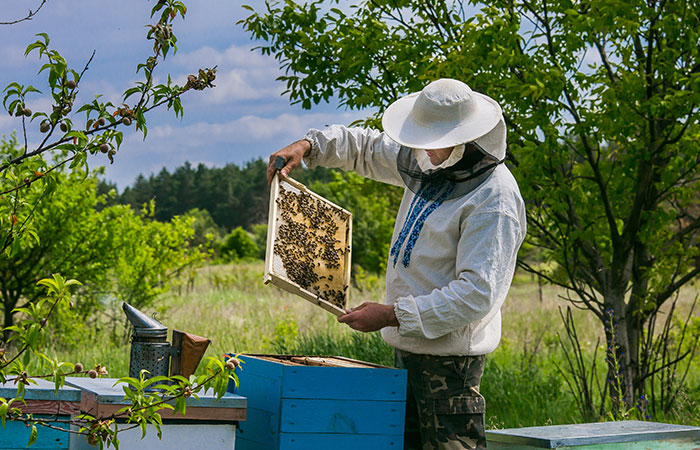 Tutorial Beekeeping for Beginners Breeding Bees